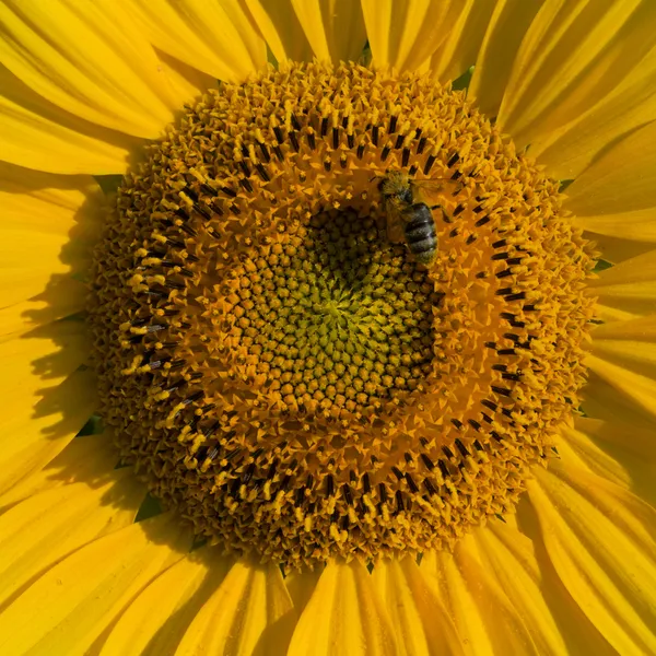 sunflower-bee